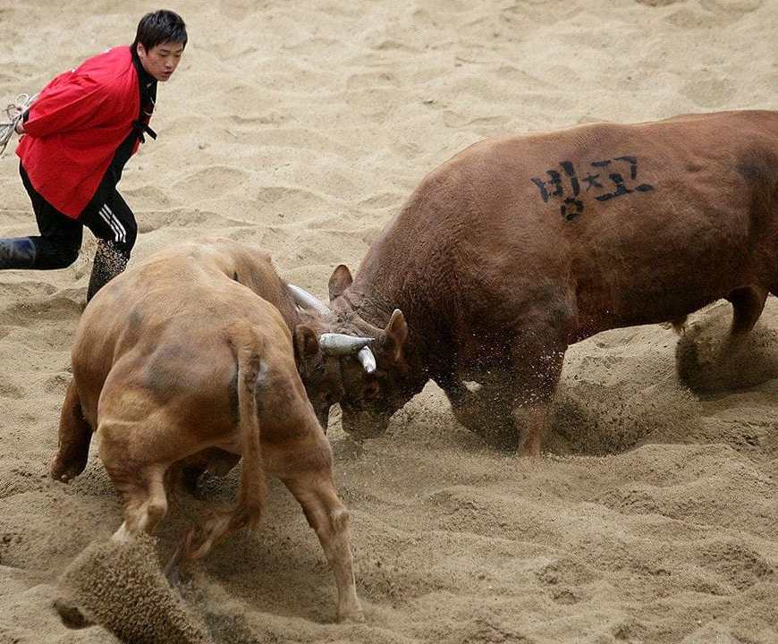 Toros corea del sur